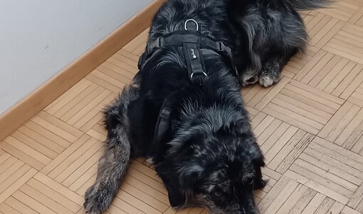 Rocky Rakete der Bespaßungshund bei amiko bau consult