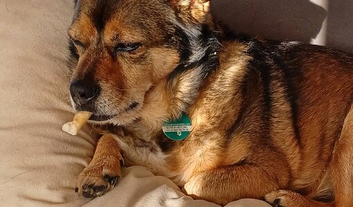 Wachhund Timo ganz entspannt bei der Arbeit