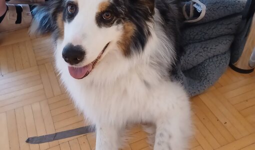 Bröselbeseitiger Elliot im Büro amiko bau consult, Bludenz